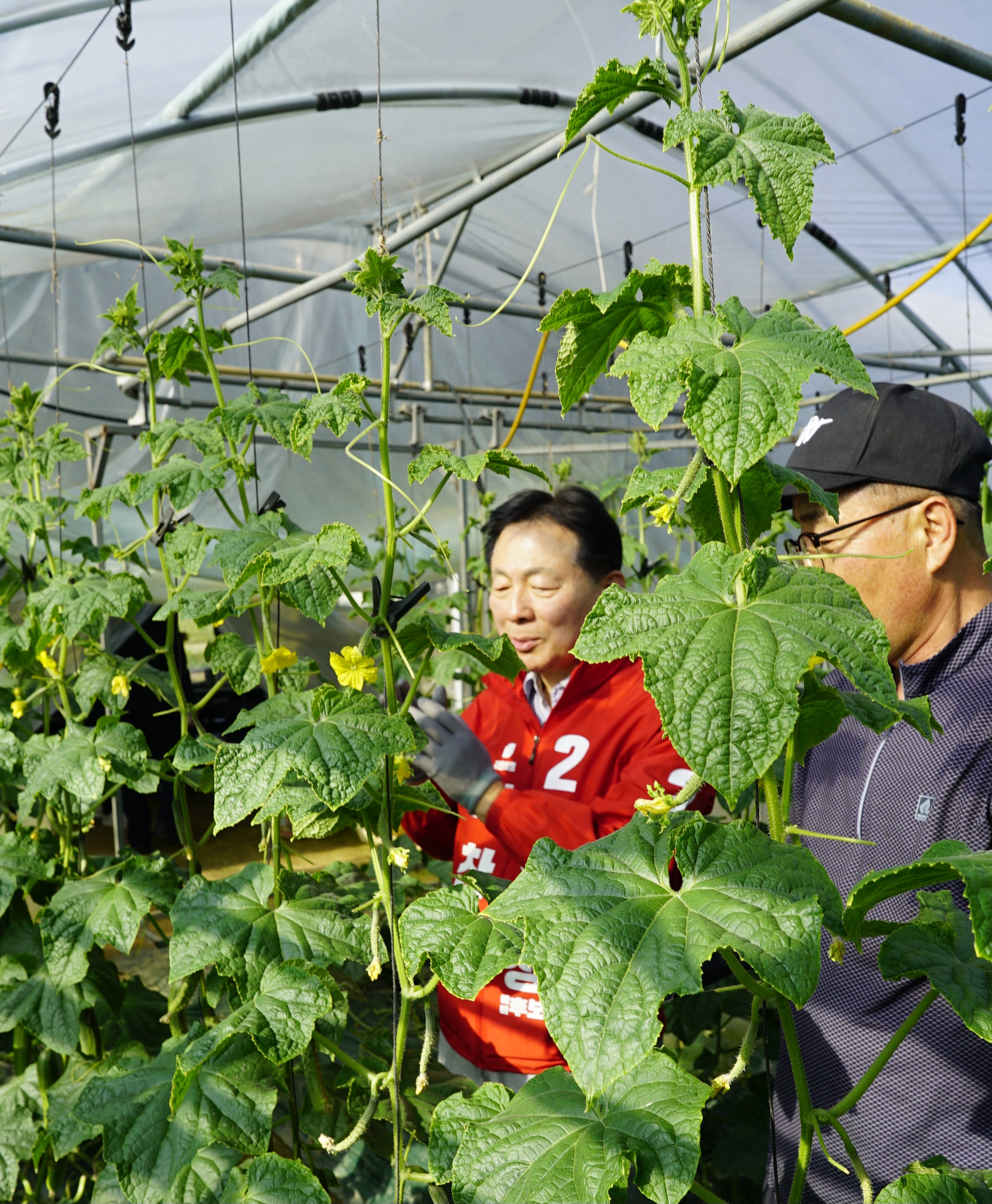 박찬우 천안시장 후보, 북면 오이 농가 방문 - 농업 예산 증액으로 현장 고충 해결 노력 - 4050 세대 맞춤형 지원, 농번기 인력 수급 대책 마련